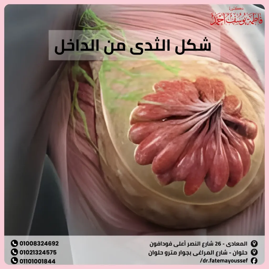 شكل الثدى من الداخل