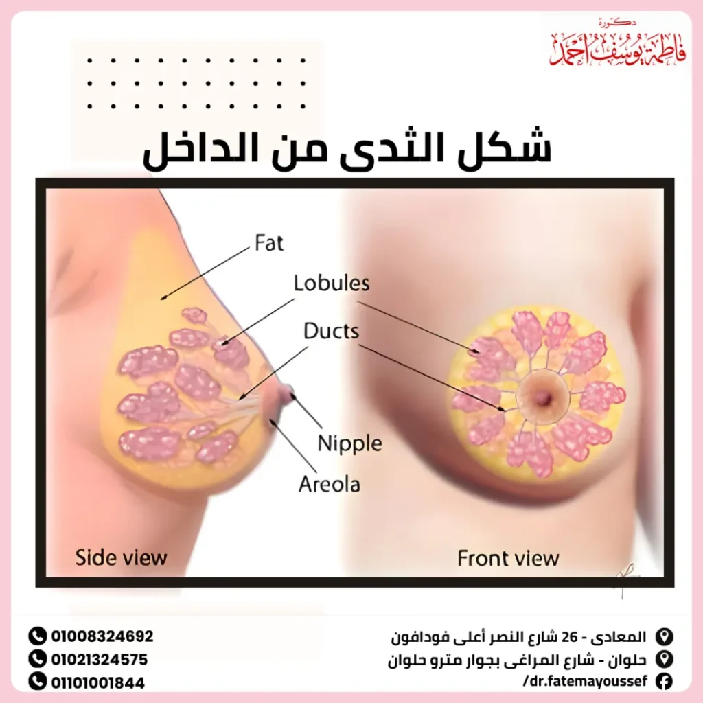 شكل الثدى من الداخل